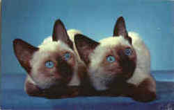 We Are Siamese Sisters - Kittens Cats Postcard Postcard