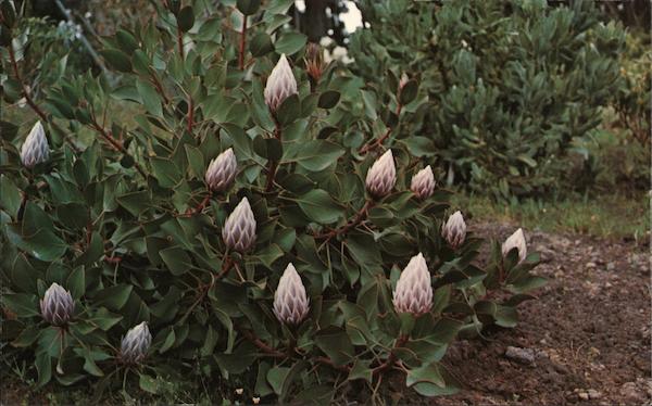 Protea Plant, A Native of South America Flowers