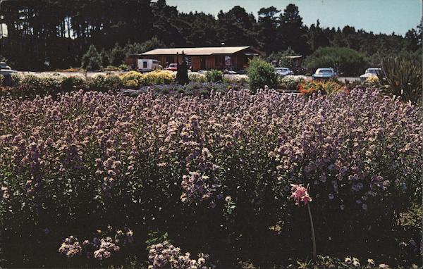 Mendocino Coast Botanical Gardens - Wild Aster at Entrance Fort Bragg California