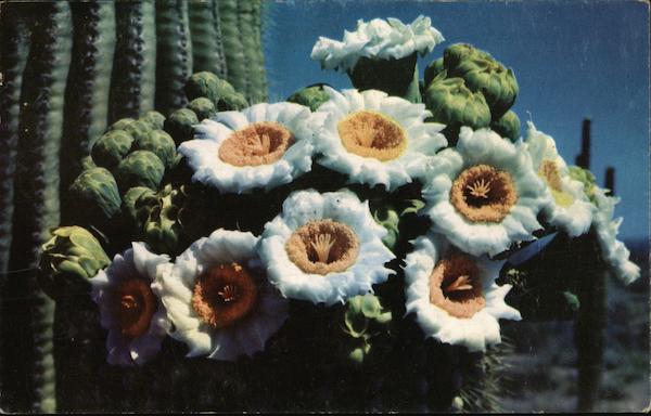 Saguaro Cactus Flowers Cactus & Desert Plants