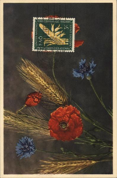 Papaver Rhosas (Cora-Poppy) and Centaurea Cyasus (Cornflower)