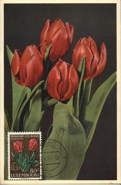 Red Tulips Flowers