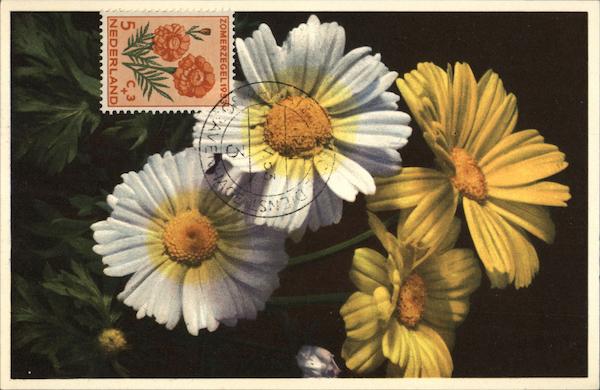 Corn Marigold - Chrysanthemum segetum Flowers