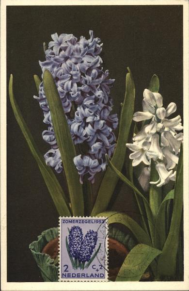Hyacinthus Erieafalis Netherlands