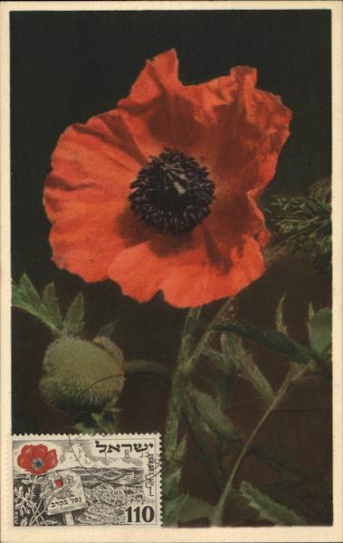 Bracted Poppy Flowers