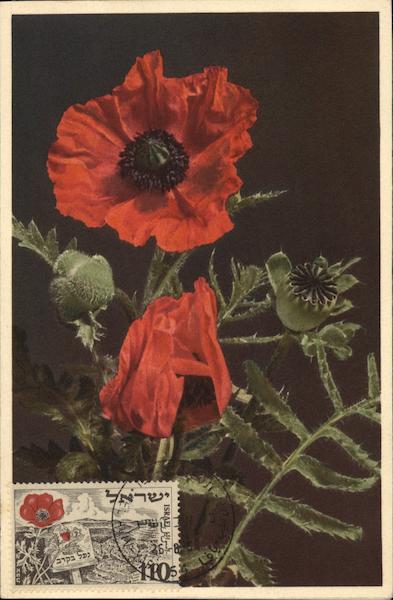 Poppy Flowers