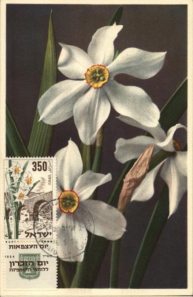Narcissus Flowers