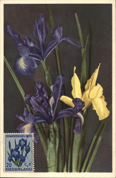 Iris Bouquet Maximum Cards