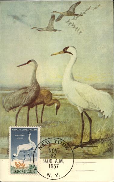 Whooping Cranes and Young Birds