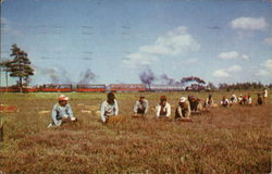 Cranberry Harvest South Carver, MA Postcard Postcard Postcard