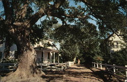 Along the Village Street Ocracoke, NC Postcard Postcard Postcard