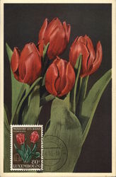 Tulips Luxembourg Postcard Postcard Postcard