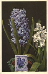Hyacinthus Erieafalis Netherlands Benelux Countries Postcard Postcard Postcard