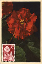 Begonia Tuberhybrida - Knollenbegonie Belgium Benelux Countries Postcard Postcard Postcard