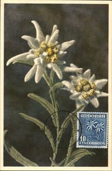 Edelweiss Flowers Postcard Postcard Postcard