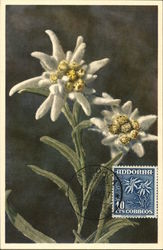 Leostopodium Alpinem - Edelweiss Flowers Postcard Postcard Postcard