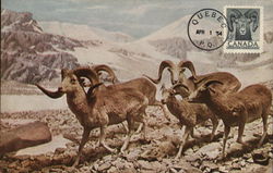 Marco Polo's Sheep, Chicago Natural History Museum Illinois Postcard Postcard Postcard