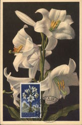 Lilium Candidum L., Weisse Lilie - Lis Blanc - White Lily Republique of San Marino Italy Postcard Postcard Postcard