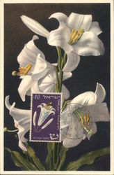 White Lily Flowers Postcard Postcard Postcard