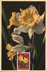 Narcissus Pseudonarcisaus - Gelbe Narzisse Flowers Postcard Postcard Postcard