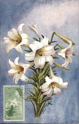 Garden Lily Bouquet Bermuda Postcard Postcard Postcard