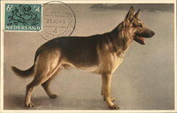 German Shepherd Dog Dogs Postcard Postcard Postcard
