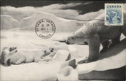 Chicago Natural History Museum - Polar Bear Illinois Postcard Postcard Postcard