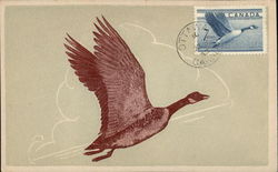 Canada Goose Postcard