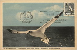 Gannet on the Wing - 6 Foot Spread Postcard