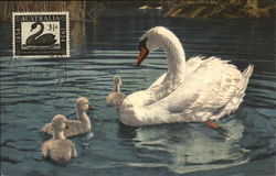Swans in Water Australia Postcard Postcard Postcard