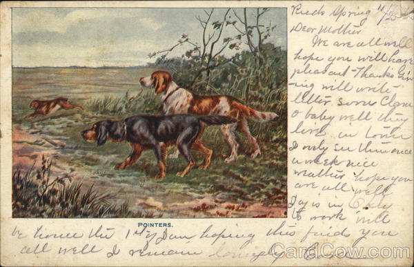 Pointers Hunting Dogs