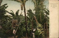 Cutting A Branch of Bananas For Shipment Colón, Panama Postcard Postcard Postcard