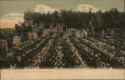 Harvesting Potatoes Postcard
