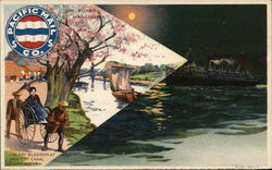 Cherry Blossom at Negisht Canal Yokohama, Japan Boats, Ships Postcard Postcard Postcard