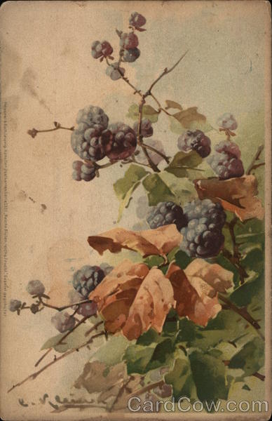 Blackberries C. Klein
