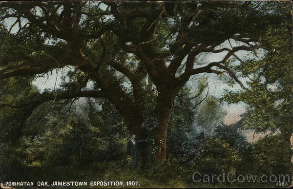 Powhatan Oak 1907 Jamestown Exposition
