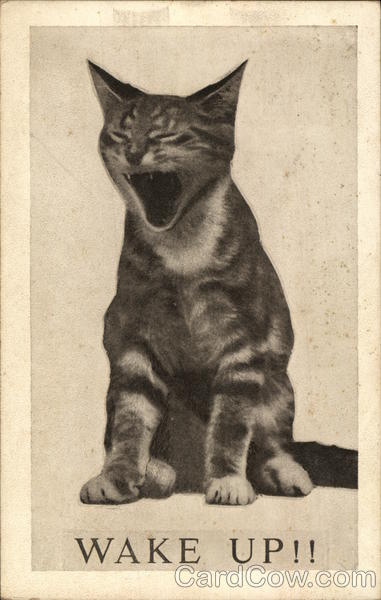 Wake Up!! Cats