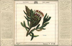 Protea Postcard