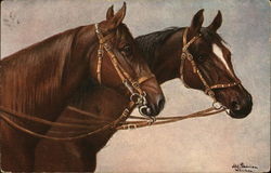 Two Beautiful Horses Postcard Postcard Postcard