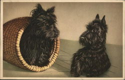 Two Scottie Pups with a Basket Scottish Terriers Postcard Postcard Postcard
