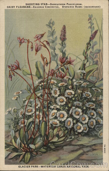 Flowers in Glacier Park - Waterton Lakes National Park AB Canada