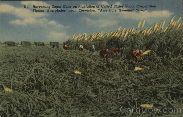 sugar cane plantation tours florida