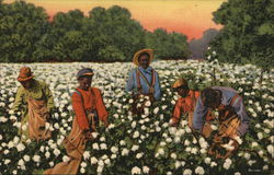 A Busy Day in the Cotton Field Postcard