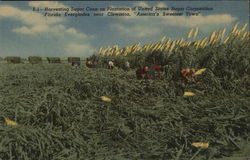 Harvesting Sugar Cane on Plantation of United States Sugar Corporation Postcard