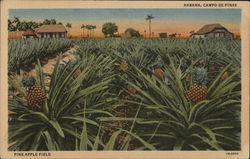 Pineapple Fields Havana, Cuba Postcard Postcard Postcard