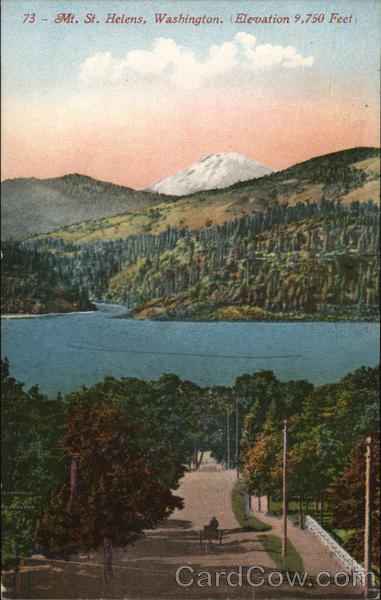 Mt. St. Helens Cougar Washington