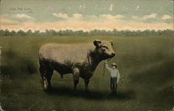 Our Pet Calf Postcard