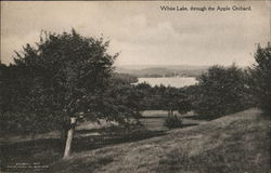 White Lake Through the Apple Orchard New York Postcard Postcard Postcard