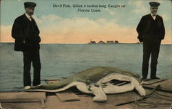 Devil Fish, 12 Feet 6 Inches long, Florida Coast Postcard