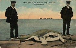 Devil Fish, 12 Feet 6 Inches long, Florida Coast Fishing Postcard Postcard Postcard